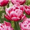 VIRIDIMANIA Bulbi da Fiore BIOLOGICI | 100% Naturale dai migliori produttori Olandesi | Salezione e qualità | Fioritura garantita. (10 Bulbi di TULIPANI DOPPI ROSA 'Columbus' BIO)