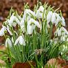 VIRIDIMANIA Bulbi da Fiore Autunnali Olandesi | Selezione di Bulbose a Fioritura Primaverile | Ottima Qualità e Fioritura Garantita (10 Bulbi di GALANTHUS NIVALIS ''BUCANEVE'')