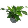Leaf Felce artificiale per nido di uccelli, 60 cm