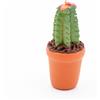 Frisa Presepi Cactus in Vaso