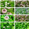 Generic Phyla nodiflora - verbena tappeto tappezzante balcone giardino 100pcs