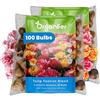 Organifer 100 Bulbi Di Tulipano Foxtrot - Bulbi XXL Da - 12cm | 3 Varietà - Promuove La Biodiversità - Atmosfera Elegante E Romantica - Fioriture Primaverili Precoci E Colorate - Organifer