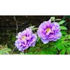 Sfdytg Bellissimo Peonia, Perenne, Resistente - Giardini e Balconi, Adatta ai principianti-2bulbi-E