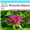 SAFLAX - Confezione regalo - Bergamotto - 20 semi - Monarda didyma