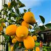 Generic limoni - giardino roccioso con limoni biologici interno per zone soleggiate Coltivare ver appartamento per 250semi