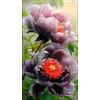 Sfdytg Bellissimo Peonia, Perenne, Resistente - Giardini e Balconi, Adatta ai principianti-2bulbi-J