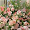 Generic rosesemi rampicanti, da giardino roccioso rosesemi rampicanti primaverili, resistenti in vaso ornamentali per luoghi soleggiati Decorazioni per giardini esterni, 2000semi