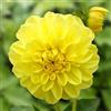 le Georgiche Vivai le Georgiche - Pianta vera di Dahlia Decorative Nana Sisa - Bulbo Dalia