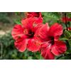 Generic 3 talee - hibiscus * rosso | hibiscus