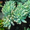 Generic 2 talee- sedum pachyphyllum | 1 Talee, aloe arborescens mill