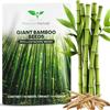 Magic of Nature: Semi di Bambù Gigante (100 pz.) | Ideale come Frangivento e Protezione Visiva per il Giardino