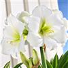 VIRIDIMANIA Bulbi di Hippeastrum (Amaryllis) | Selezione di Bulbose a Fioritura Autunnale e Primaverile | Ottima Qualità e Fioritura Garantita (1 Bulbo di HIPPEASTRUM MATTERHORN)