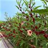 Generic Hibiscus sabdariffa - medicinali sostenibili decorazioni per il soggiorno primaverili balcone giardino cucina interno arbusti e siepi a crescita 300semi