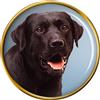 Labrador Cioccolato Laboratorio Cane Distintivo di Lapel Pin