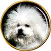Bichon Bolegnese Cane Distintivo di Lapel Pin