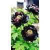 Sfdytg Bellissimo Peonia, Perenne, Resistente - Giardini e Balconi, Adatta ai principianti-2bulbi-B