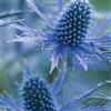 GardenersDream Eryngium x zabelli 'Big Blue' Cardo marino Pianta perenne resistente - 9 cm