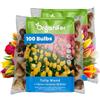 Organifer 100 Bulbi Di Tulipano | 4 Varietà - Bulbi Xxl Da 12cm In Su - Fioritura Duratura - Promuovono La Biodiversità - Colori Caldi - Organifer