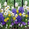 FLORIUM Miscela di Bulbi di Primavera Lux Giardino | 50 Bulbi | Tulipani/Narcisi/Giacinti | Rustica e Perenne | Qualità Olandese | Per Giardino, Vasi e Balcone