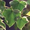 Generic Hedera Helix Glacier - Pianta da arrampicata - foglia colorata - verde pervinca - 2 piante - vaso 11 cm altezza 40 cm
