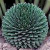 Generic Agave Victoriae Reginae Compacta Compact Queen Victoria Agave 5 graines fraîches