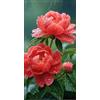 Sfdytg Bellissimo Peonia, Perenne, Resistente - Giardini e Balconi, Adatta ai principianti-2bulbi-G