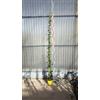 VIVAIO GARDEN FOREST Caprifoglio Lonicera Caprifolium Giallo Vaso 18 cm | Rampicante, Volubile