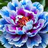 Sfdytg Bellissimo Peonia, Perenne, Resistente - Giardini e Balconi, Adatta ai principianti-2bulbi-F