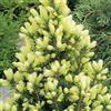 GardenersDream Picea glauca 'Daisy's White' Conifera Sempreverde Compatta Pianta da Giardino da Esterno in Vaso - Ideale per Aiuole, Bordure e altro