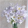 Generic bulbi di fresia - Allevamento di farfalle, regali sostenibili Bulbi da fiore di fresia resistenti piccoli regali, balcone letto rialzato Fiori primaverili, da giardino regali 5pcs