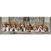Clementoni: Puzzle panoramico Beagle - 1000 pezzi