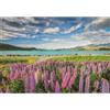 Clementoni Collezione di alta qualità: puzzle da 1500 pezzi Lupin in fiore al lago Tekapo