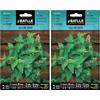 Semillas Batlle Battle - Semi Aromatici Menta di Gatto (Semi - 80-100Cm) (Confezione da 2)