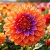 UIYERWC Dalia - Perenni Resistenti, Effetto scenografico eccellente, Naturali e biologiche, Adatte ai giardini all'aperto-2Rizomi-F