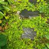 Generic Centella asiatica - da appartamento che purificano l'aria esotiche da balcone rialzate resistenti in vaso decorazioni autunnali, verdi sostenibili 130semi