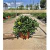 VIVAIO GARDEN FOREST Pitosforo Nano Pittosporum Tobira Vaso 24 cm | Sempreverde, da Siepe