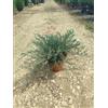 VIVAIO GARDEN FOREST Ginepro Juniperus Pfitzeriana Glauca Vaso 24 cm | Conifera, Sempreverde