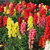 Generic bocca di leone balcone interna raro in vaso giardino decorative 500semi