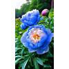 Sfdytg Bellissimo Peonia, Perenne, Resistente - Giardini e Balconi, Adatta ai principianti-2bulbi-A