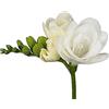 Generic Bouquet de Festival Fresia bulbi Adatto, 6 pièces, Osez Via La Scelta Ideale Personalmente Piantare Fresco Aromatico Popolare di Charme Fiori