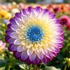UIYERWC Dalia - Perenni Resistenti, Effetto scenografico eccellente, Naturali e biologiche, Adatte ai giardini all'aperto-2Rizomi-A