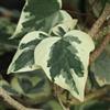 le Georgiche Vivai le Georgiche - Pianta vera di Hedera algeriensis Gloire de Marengo Hedera algeriensis 'Variegata' Edera algerina 'Gloire de Marengo' - vaso Ø 18 cm