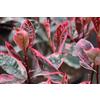 VIVAIO GARDEN FOREST Photinia x Fraseri Louise vaso 18cm