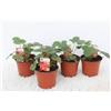 MODIPITRE 5 Piante di fragole rosse su vaso 9,5 cm MODIPITRE