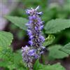 Generic Agastache - balcone varietà antiche copertura del terreno in vaso 500semi