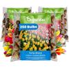 Organifer 250 Bulbi Di Tulipano | 4 Varietà - Bulbi Xxl Da 12cm In Su - Fioritura Duratura - Promuovono La Biodiversità - Colori Caldi - Organifer