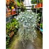 POWERS TO FLOWERS - DICONDRA, DICHONDRA ARGENTEA, BASKET 16CM DIAMETRO, Piante vere