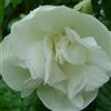 Generic Filadelfo 'Manteau d'Hermine' 30-40 cm Vaso - Philadelphus 'Manteau d'Hermine' - Fioritura bianca compatta