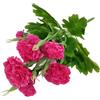 Corkwaw 40 teste di garofani artificiali, ortensie in seta, decorazione per bouquet di ortensie in plastica, pianta adatta per foto, feste di famiglia, decorazione per la casa, bouquet da sposa