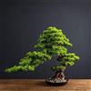 Generic Bonsai artificiale realistico, pino cedro, podocarpo, pianta con fioriera in ceramica nera, decorazione per bagno e scrivania